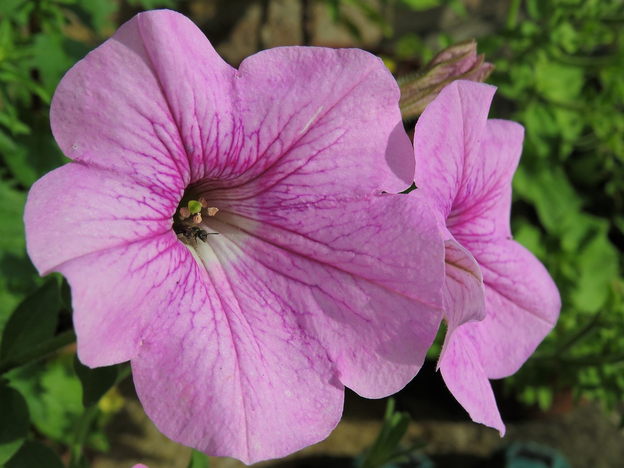 Image - petunia pink flower bee hide peek