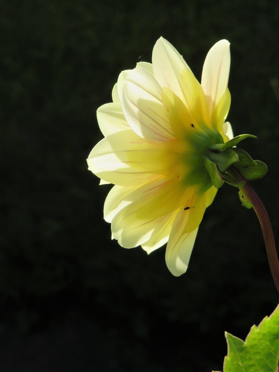 Image - yellow flower silhouette petals