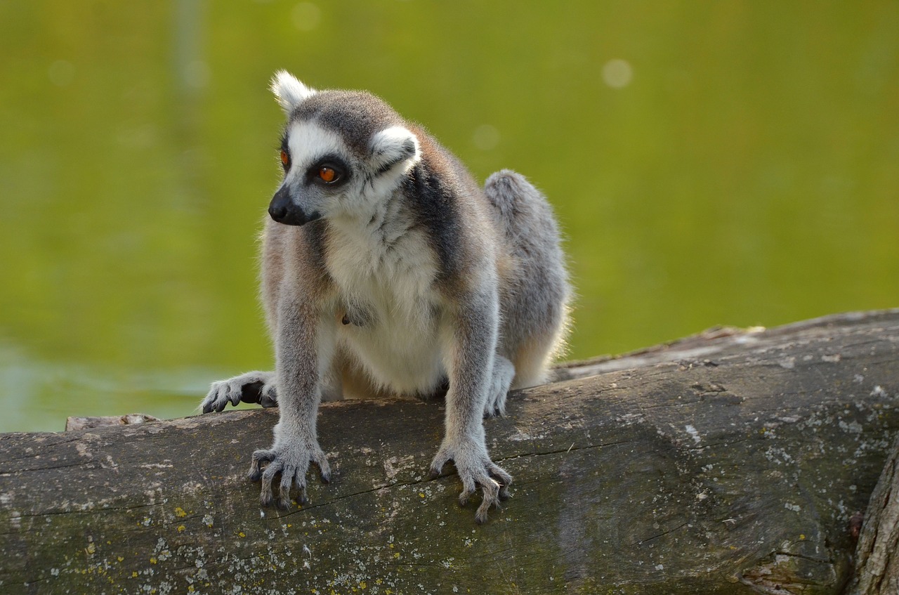 Image - ring tailed lemur zoo lemurs