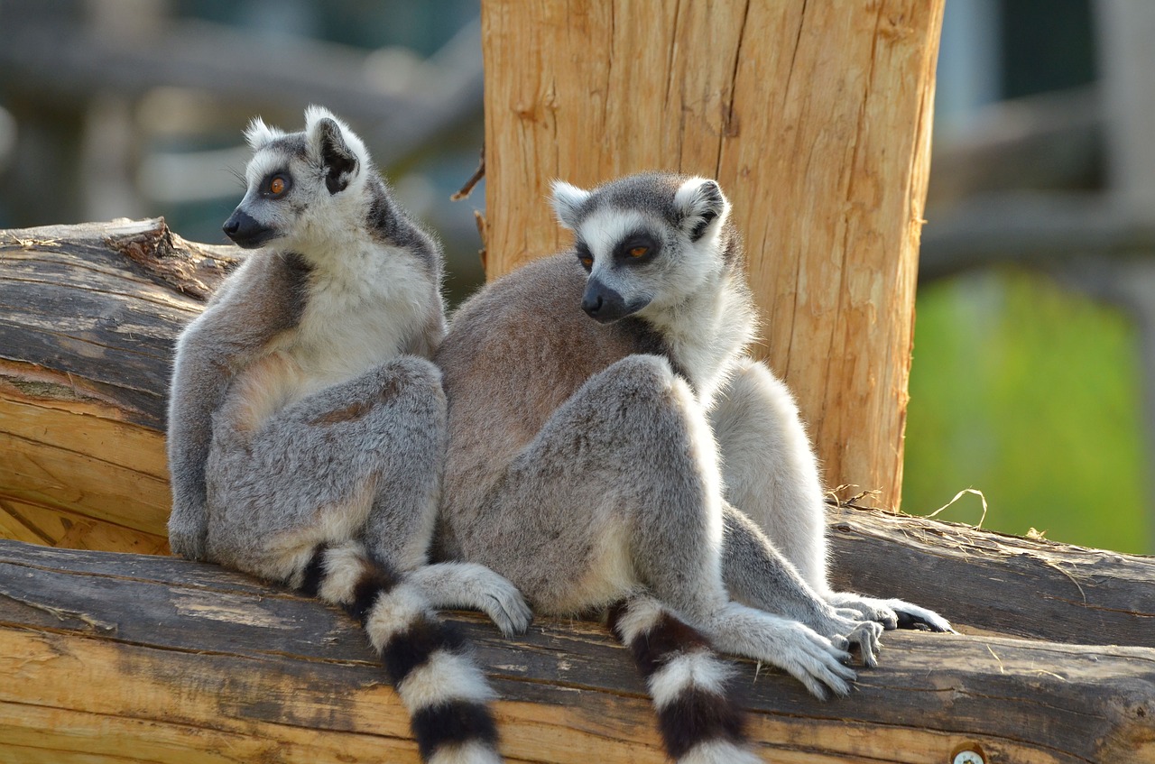 Image - ring tailed lemur zoo lemurs