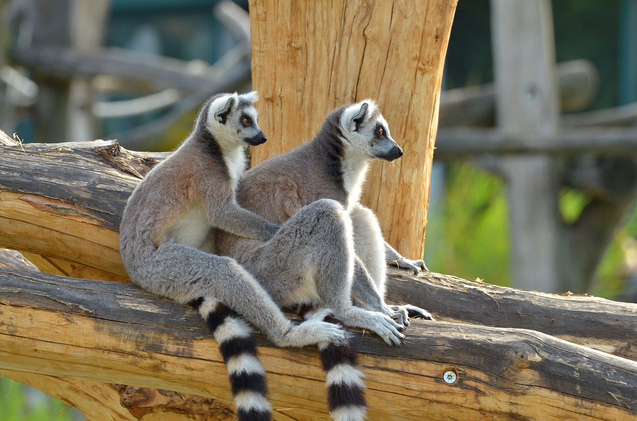 Image - ring tailed lemur zoo lemurs