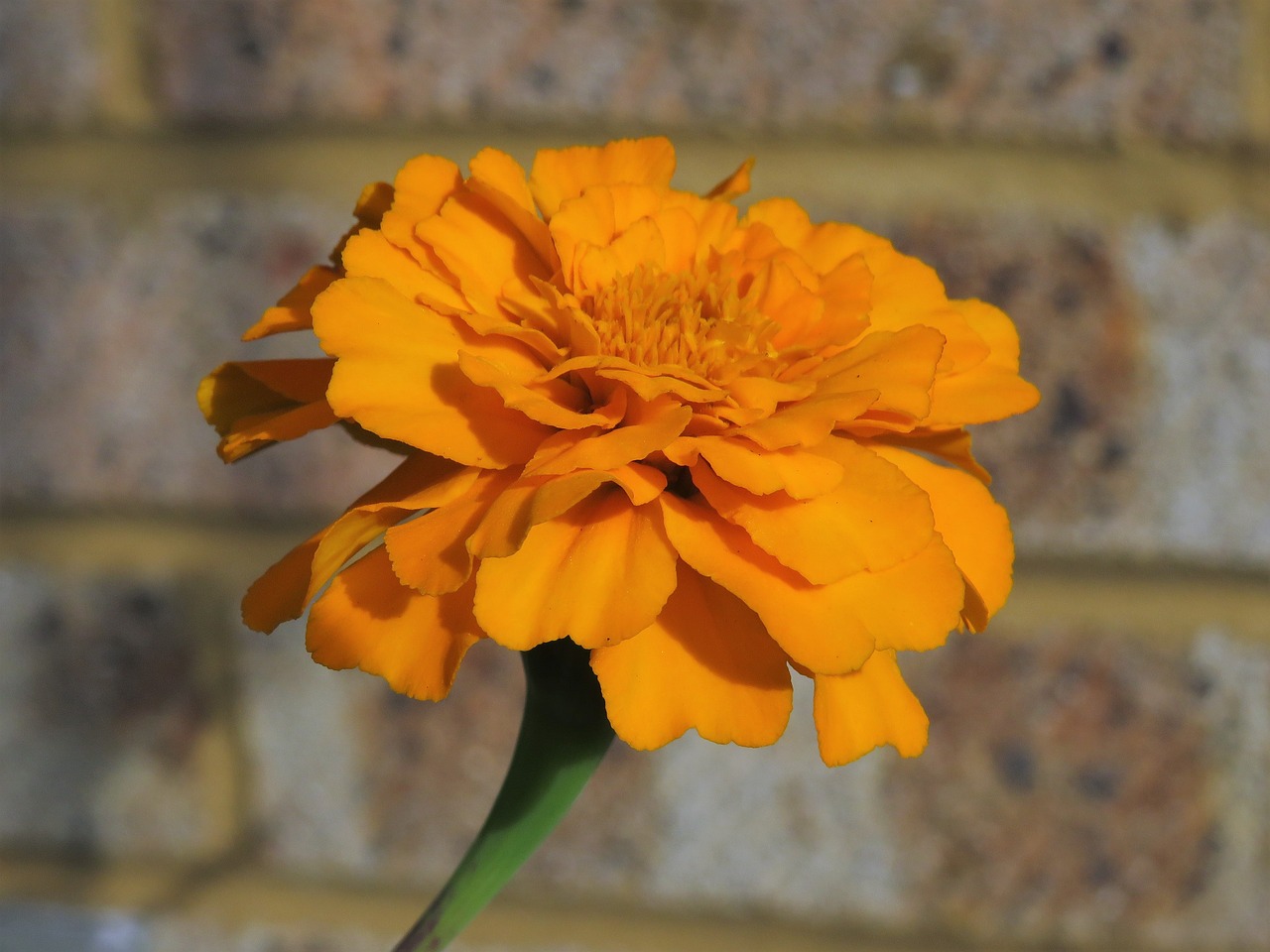 Image - marigold orange flower yellow gold