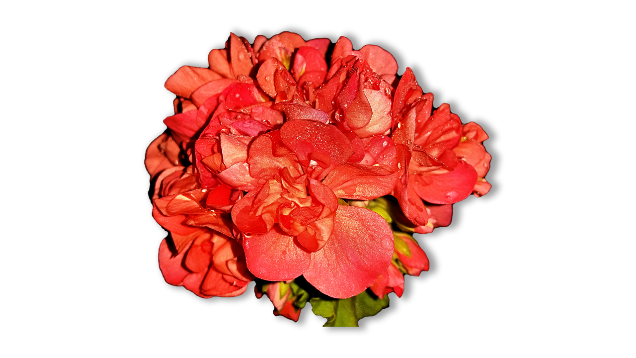 Image - home flowers pelagonia png