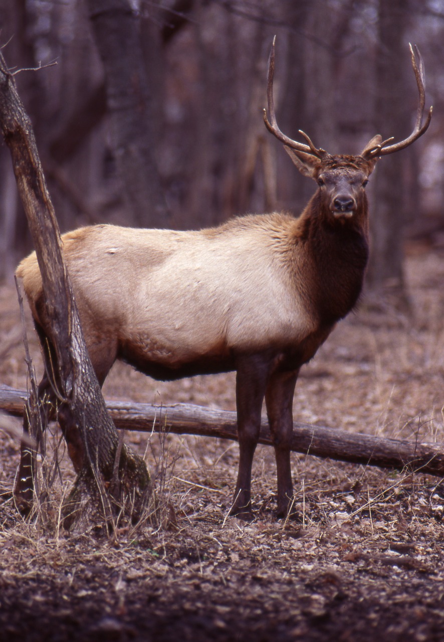 Image - elk hooved animals big game