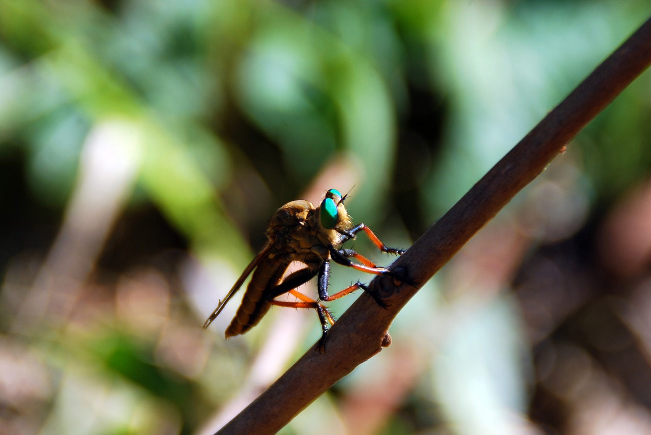 Image - fly bug insect nature animal