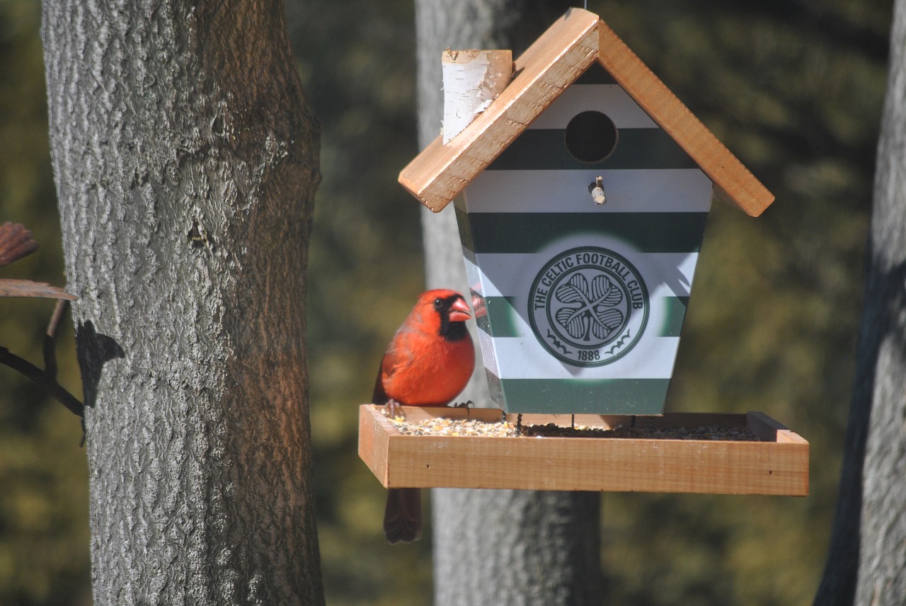 Image - celtic f c bird feeder