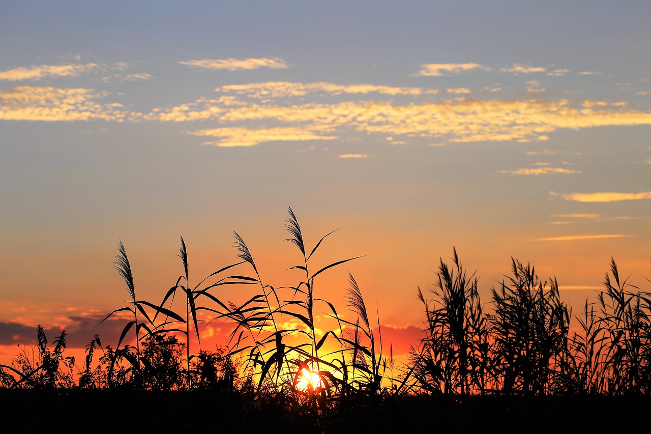 Image - cane evening sunset outdoor rural