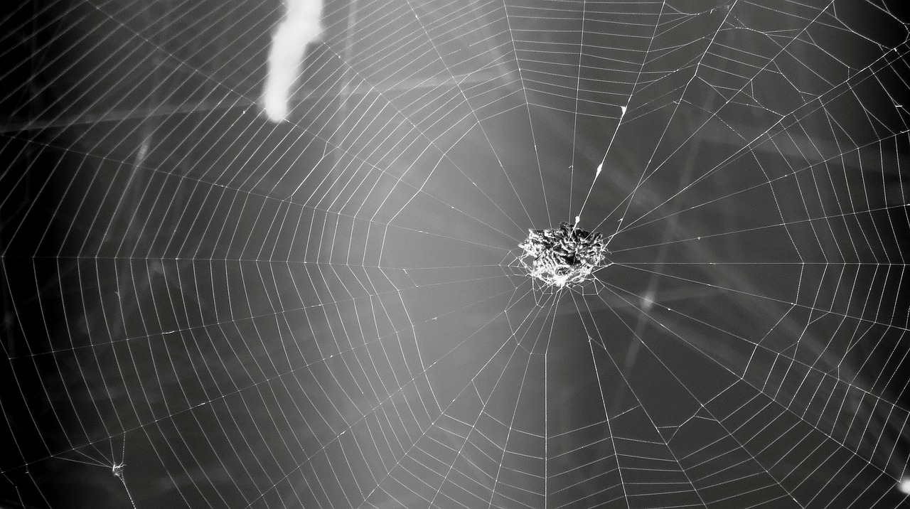 Image - black and white insect spider weaver