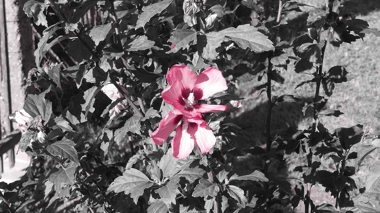 Image - mallow hollyhock flower hibiscus
