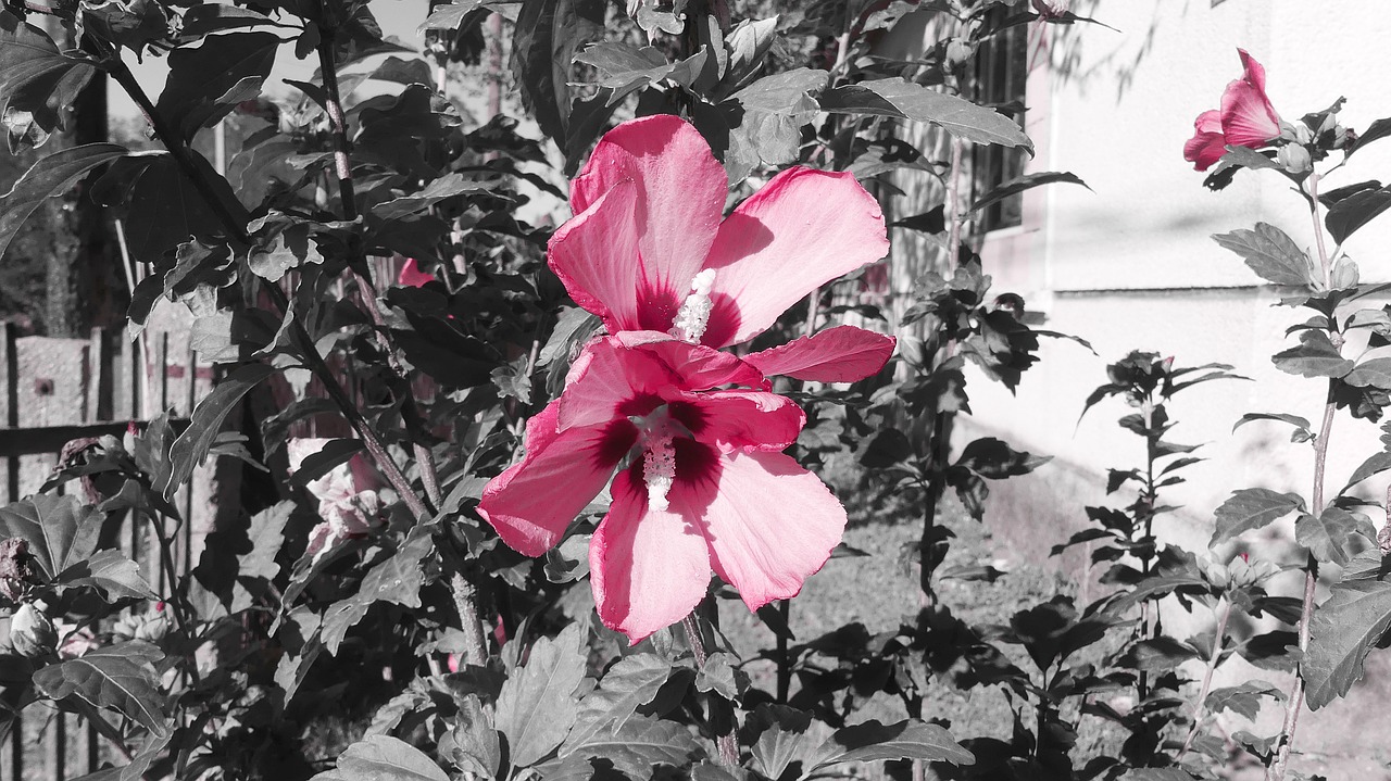 Image - mallow hollyhock flower hibiscus