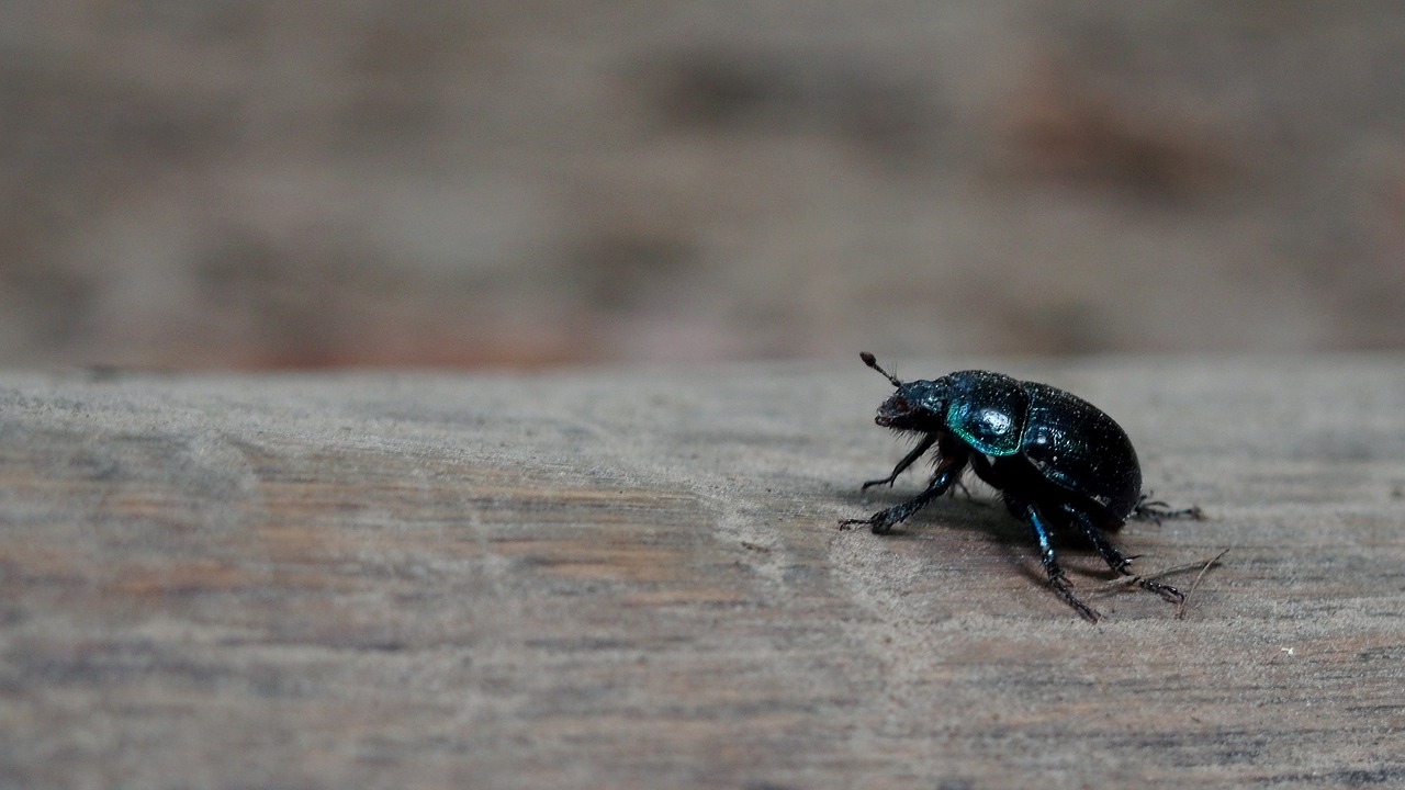 Image - animals beetle nature insect macro
