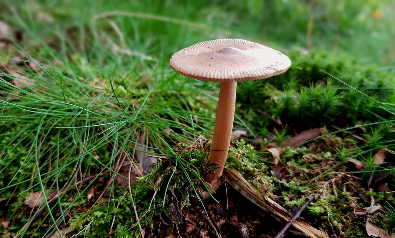 Image - mushroom forest mushroom