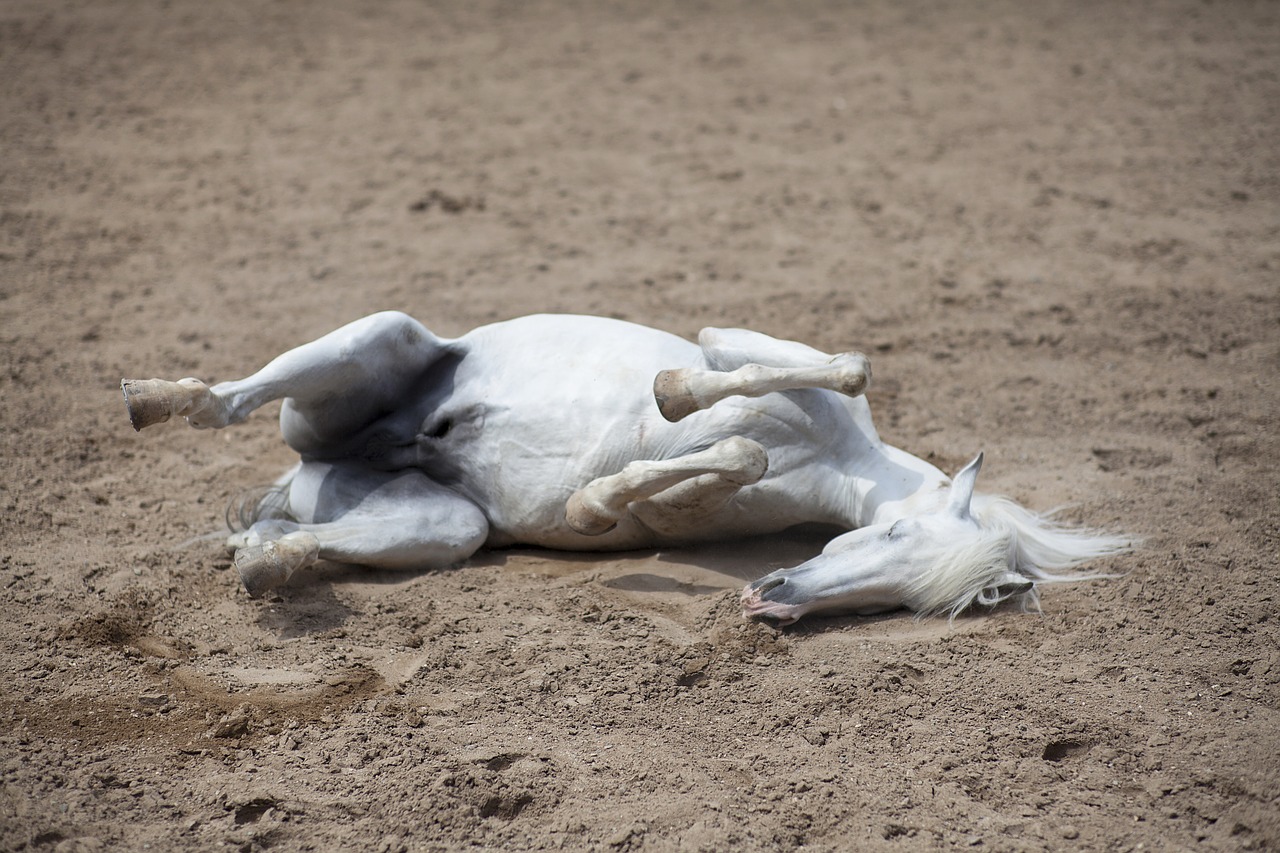 Image - horse animal the horses are cute