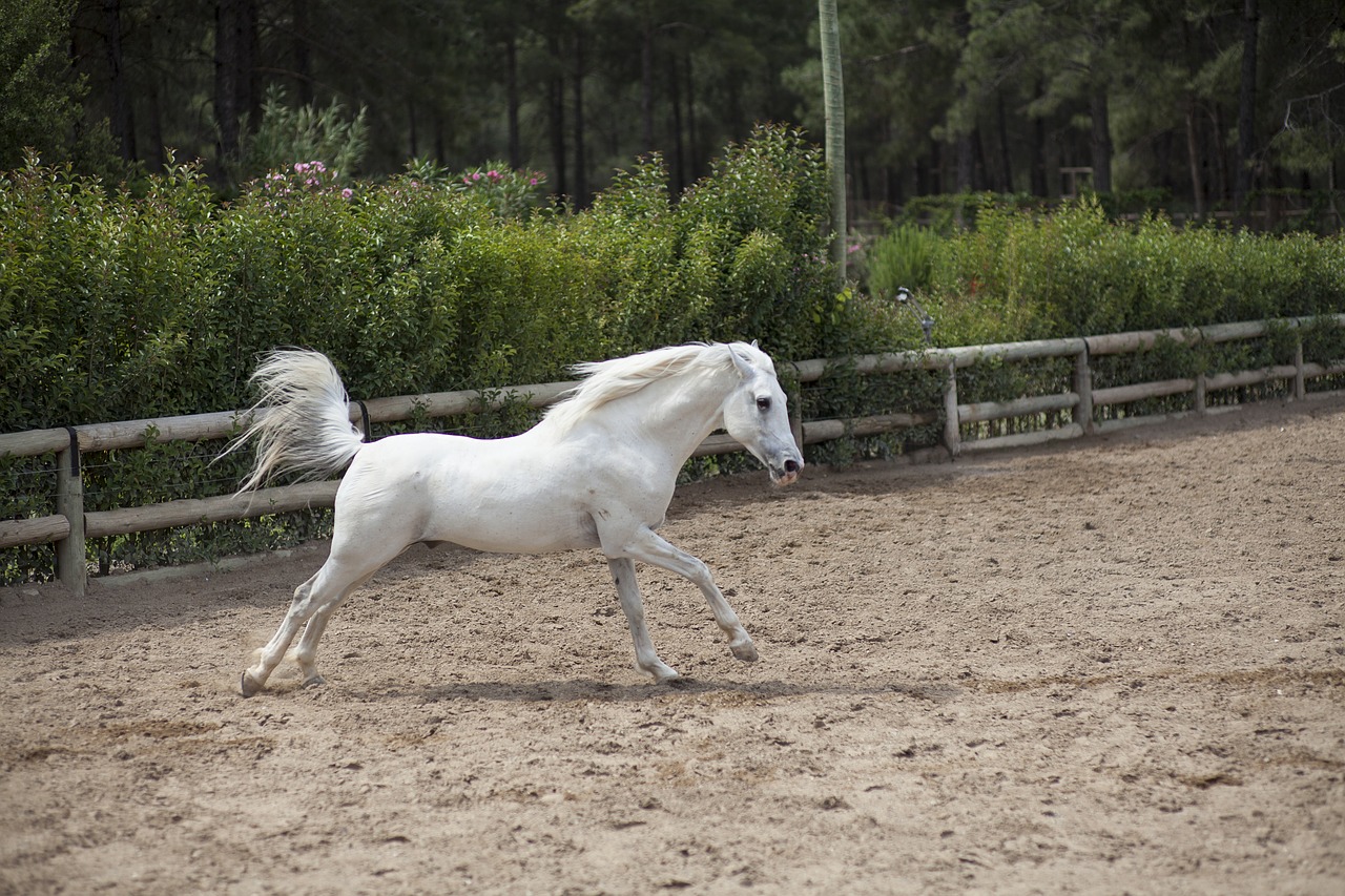 Image - horse animal the horses are cute