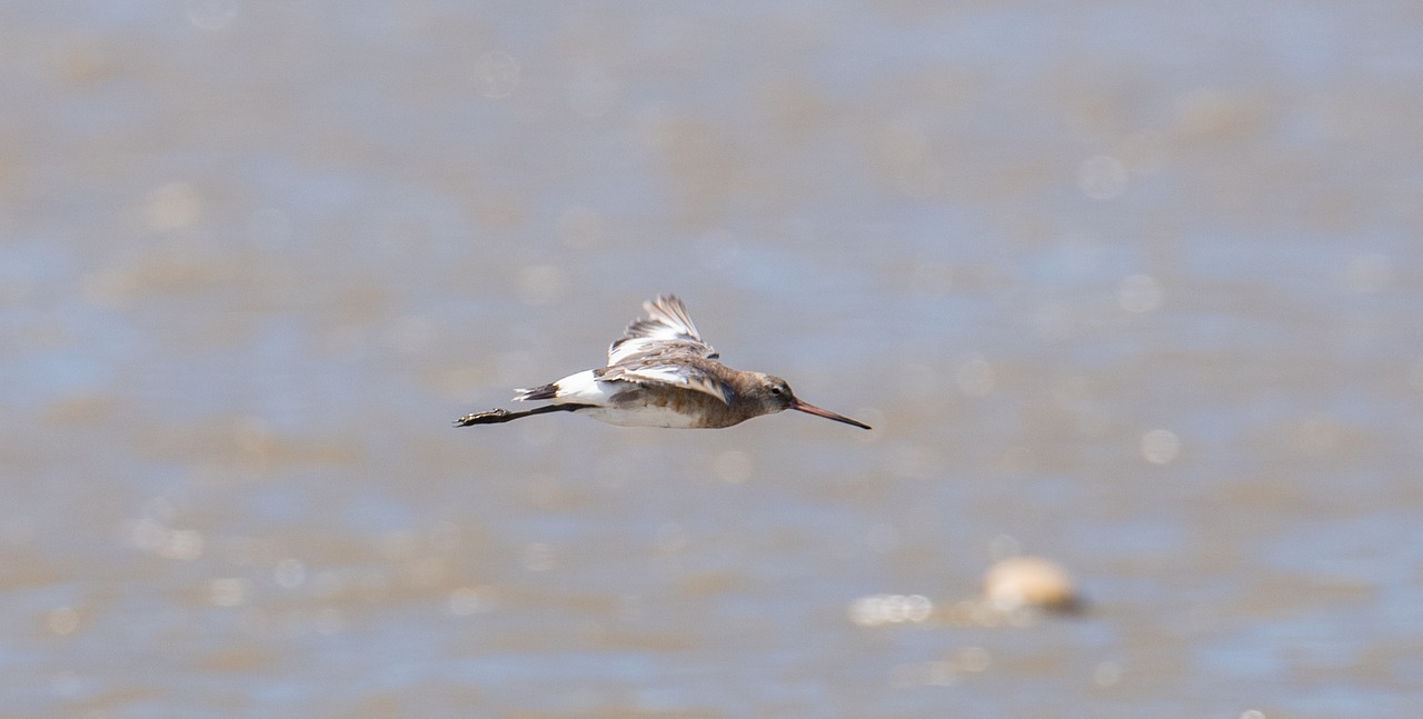 Image - bird nature animal world birdie