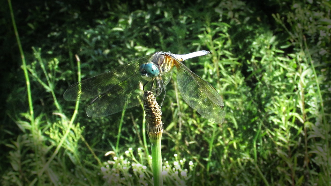 Image - dragonfly dragon fly dragon fly