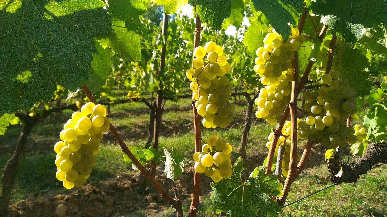 Image - grapes franciacorta bunches