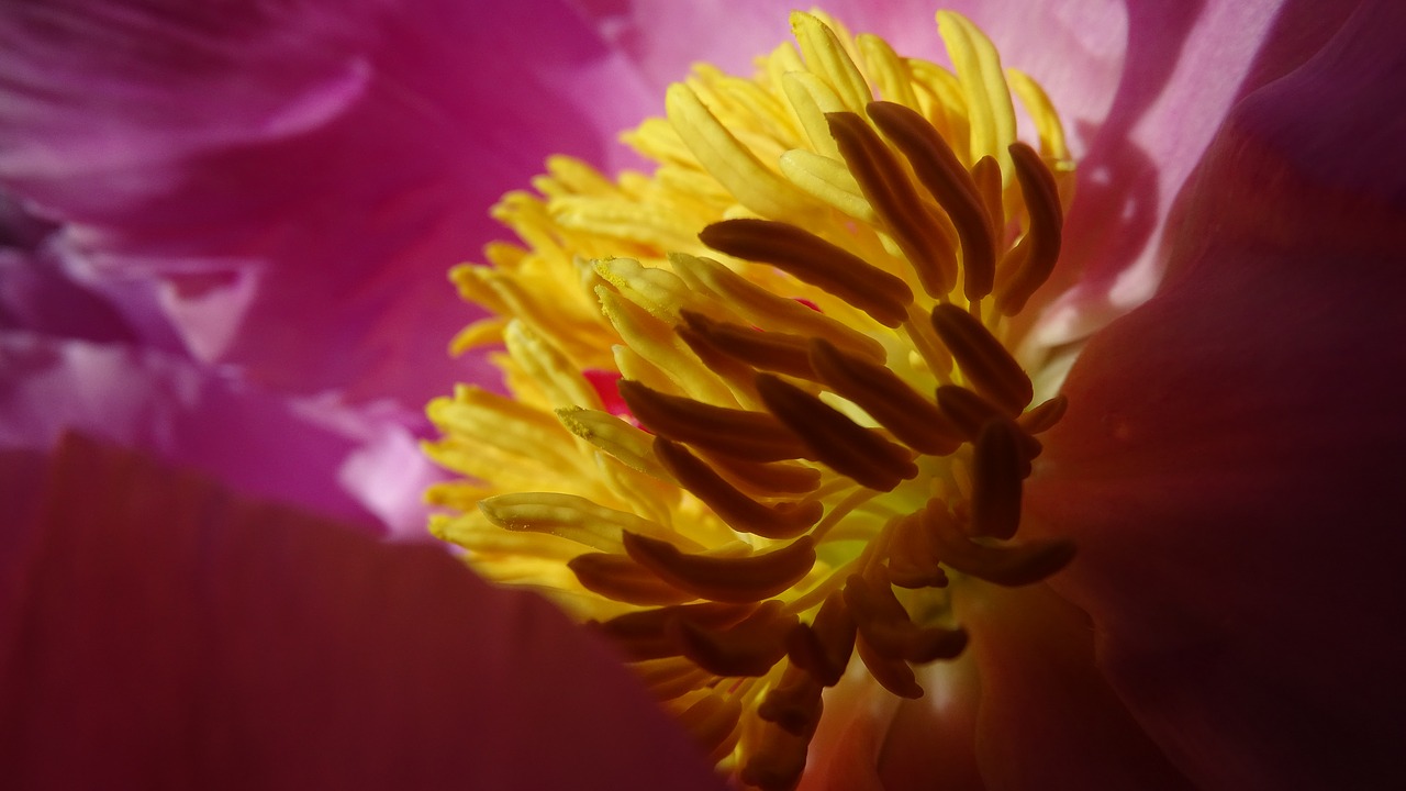 Image - stamens nature flower pestle