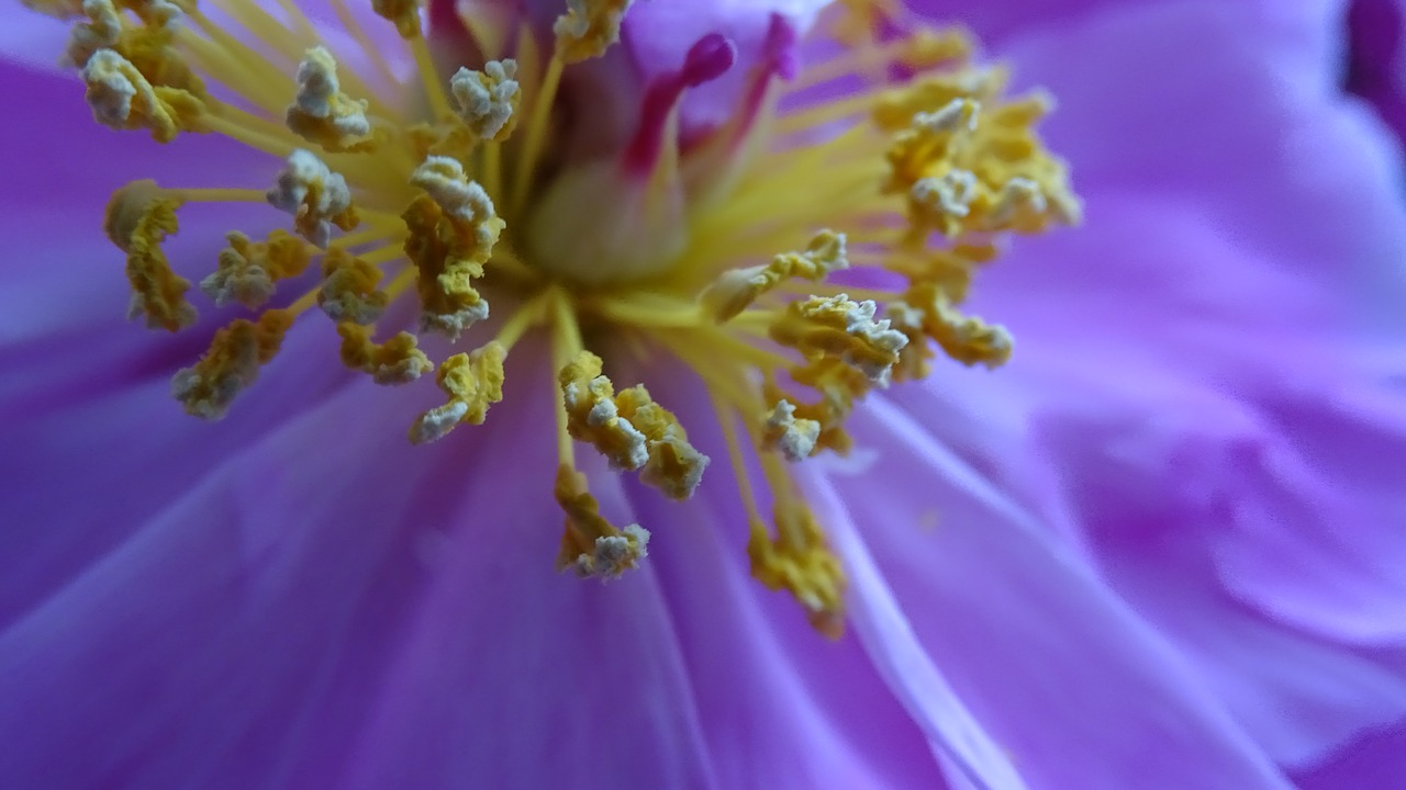 Image - stamens nature flower pestle