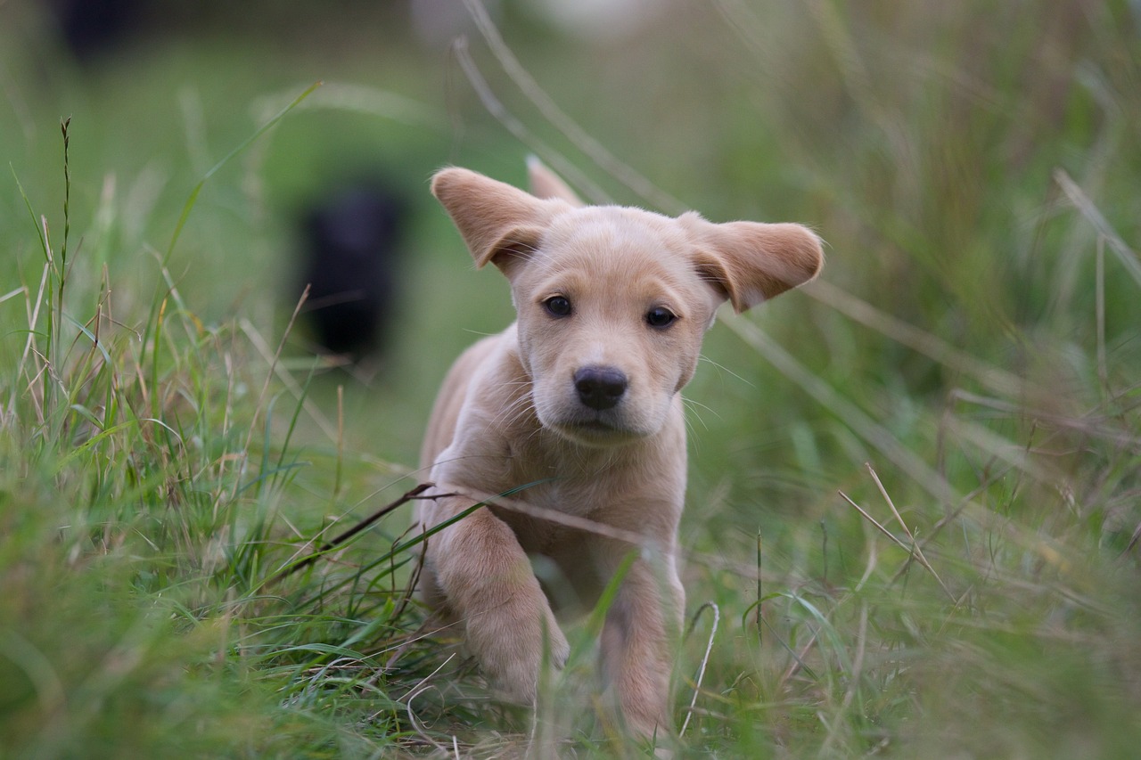 Image - puppy labrador cocker running grass