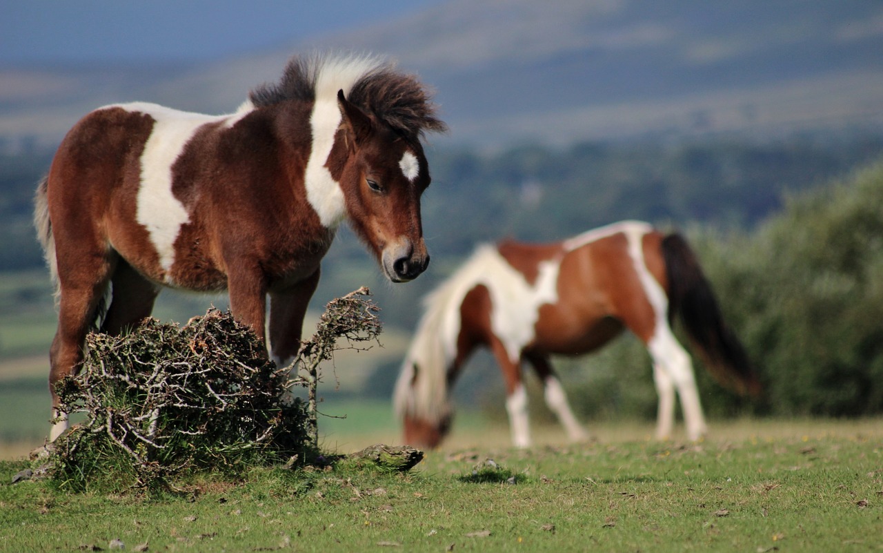 Image - pony dartmoor wild animal horse