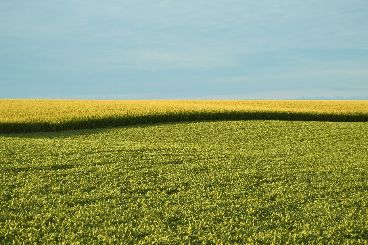 Image - farm field field farm corn