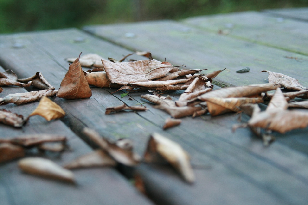 Image - the leaves autumn chair wood dew