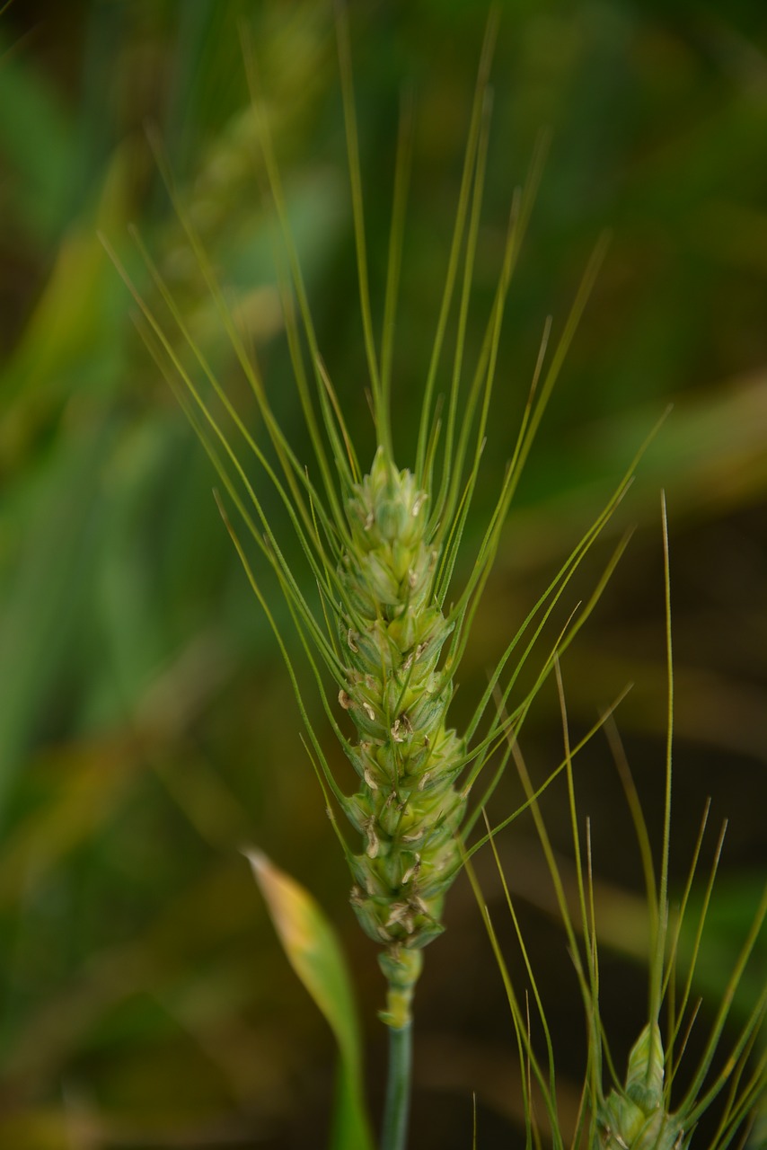 Image - wheat green static