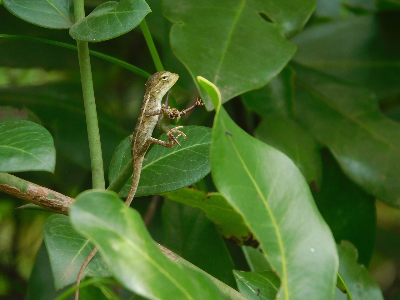 Image - lizard leaves forest small cute