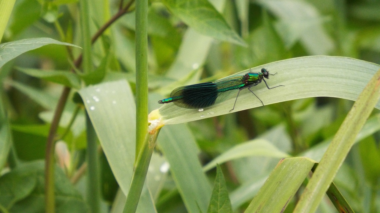 Image - dragonfly insect close up colorful