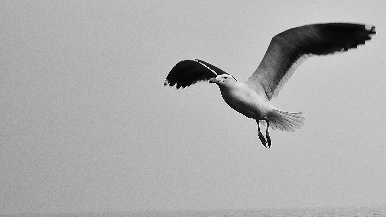 Image - seagull sky black and white
