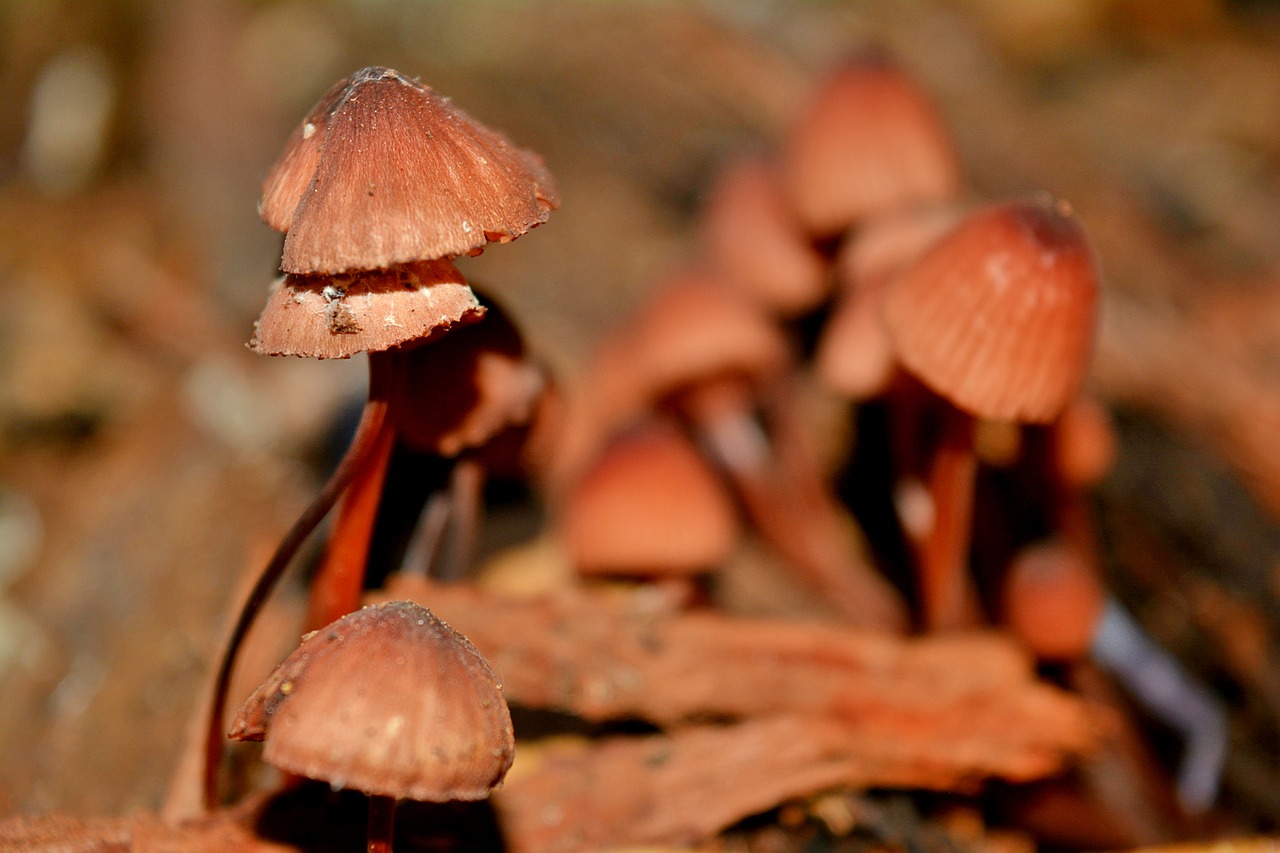 Image - fungi nature autumn winter soil