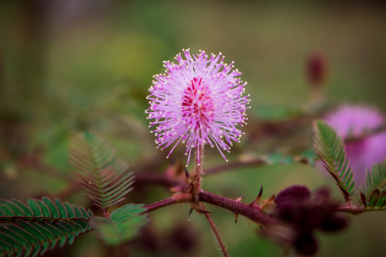 Image - flower touch me not plant nature