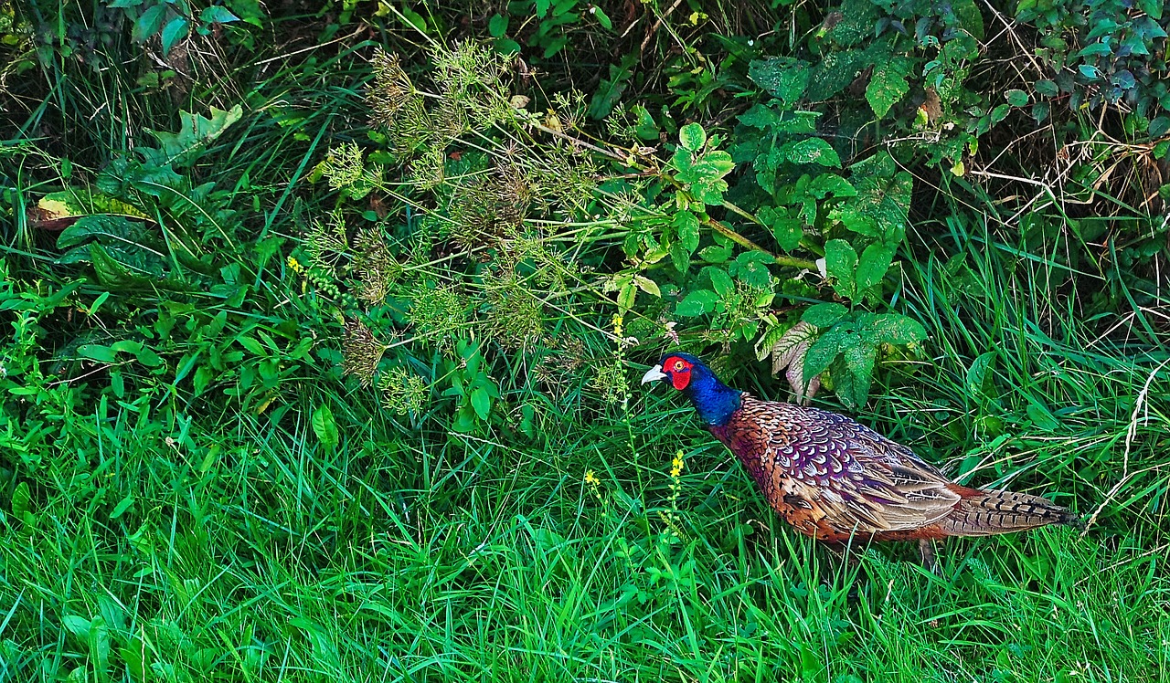 Image - pheasant tom garden bird wild bird