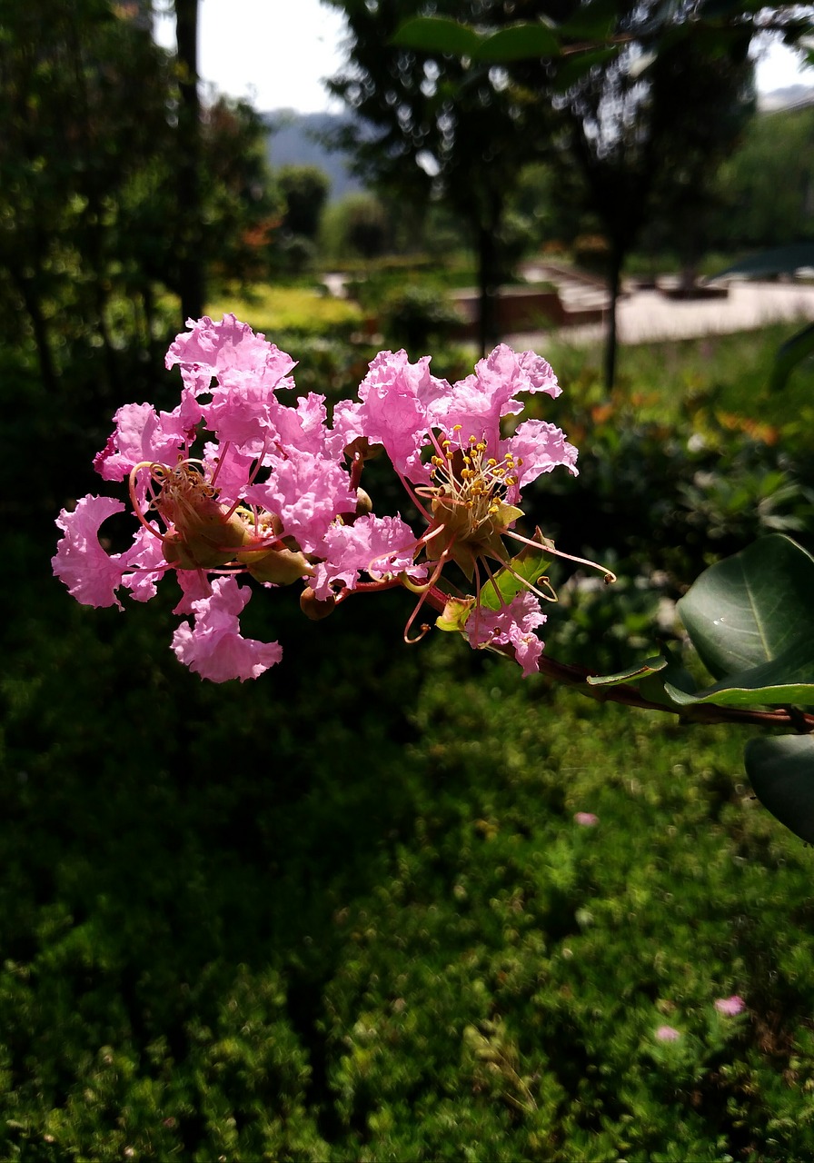 Image - crape myrtle flower purple