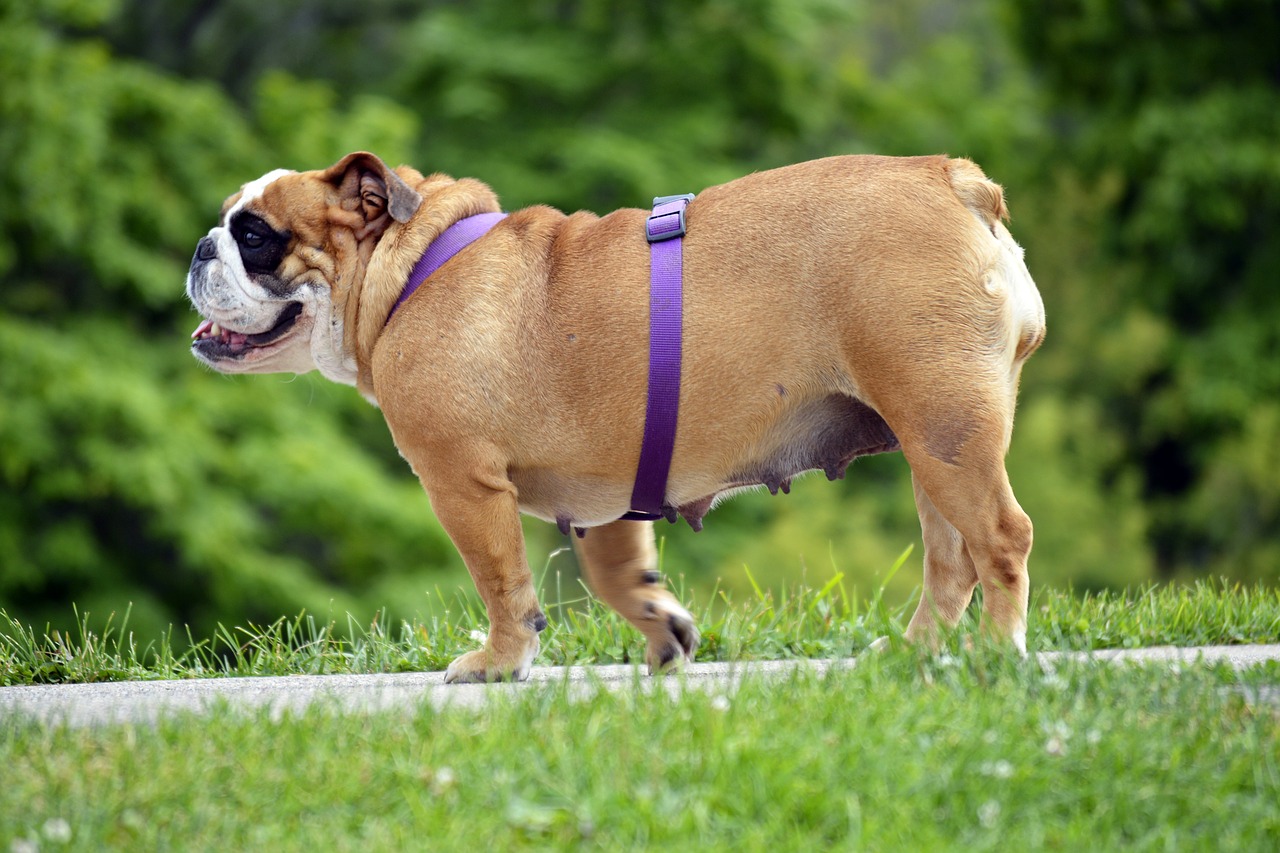 Image - english bulldog english bulldog dog