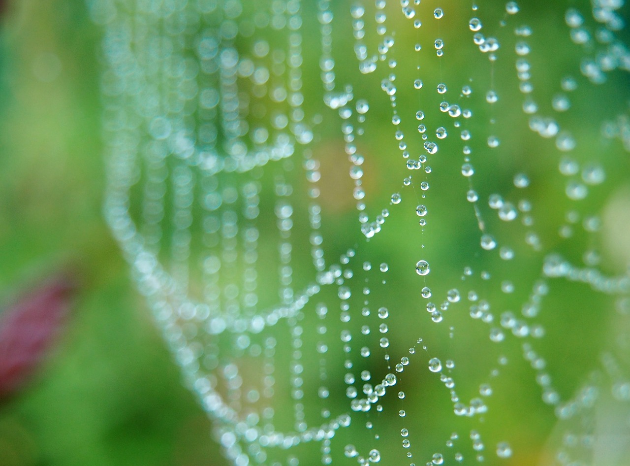 Image - cobweb morgentau network dew