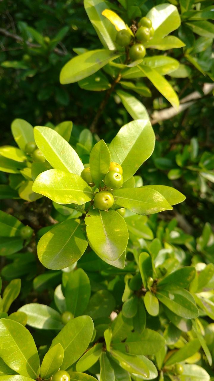 Image - leafs fruits green sunrise