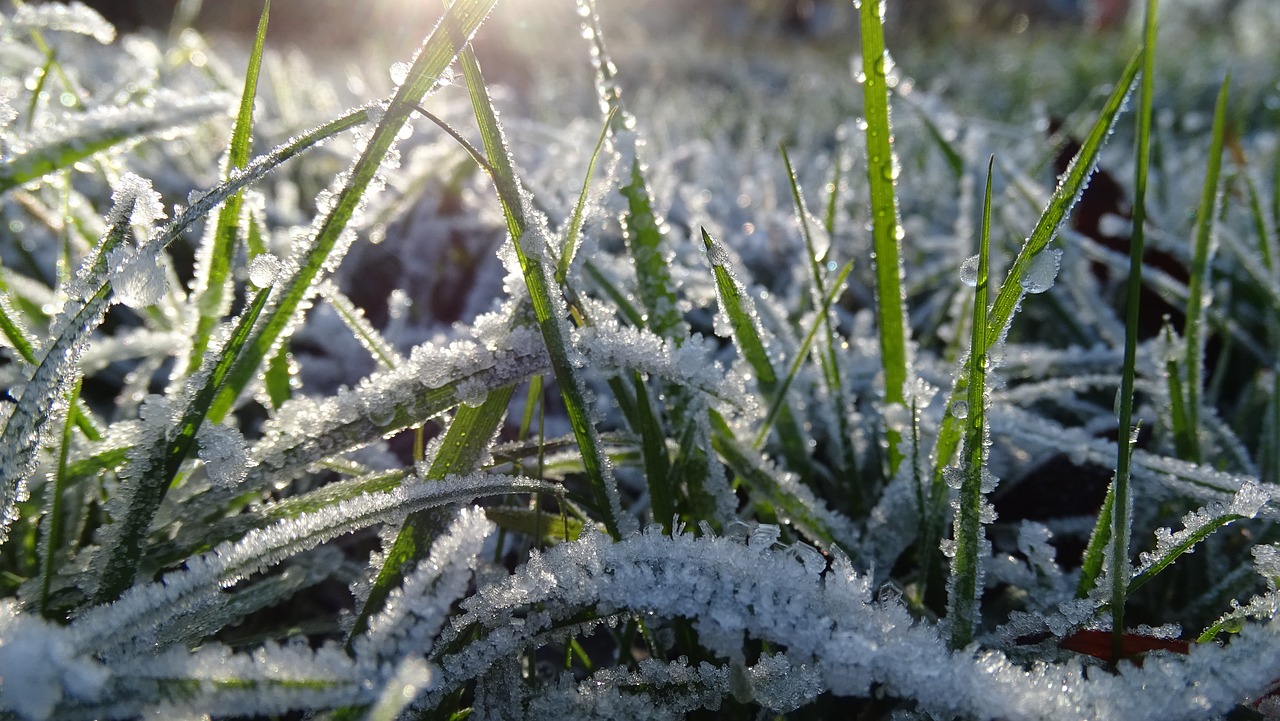 Image - grass ice frozen winter morning