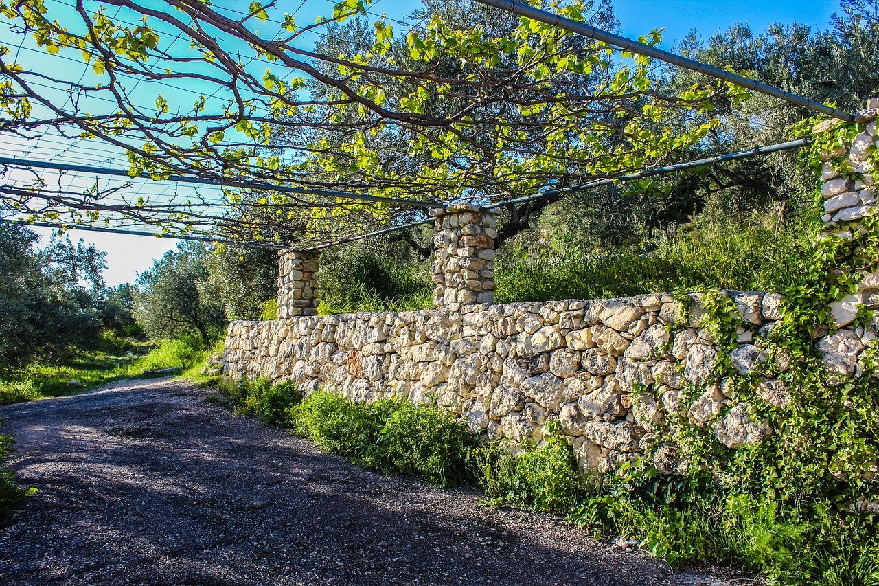 Image - vine rocky wall plant stone green