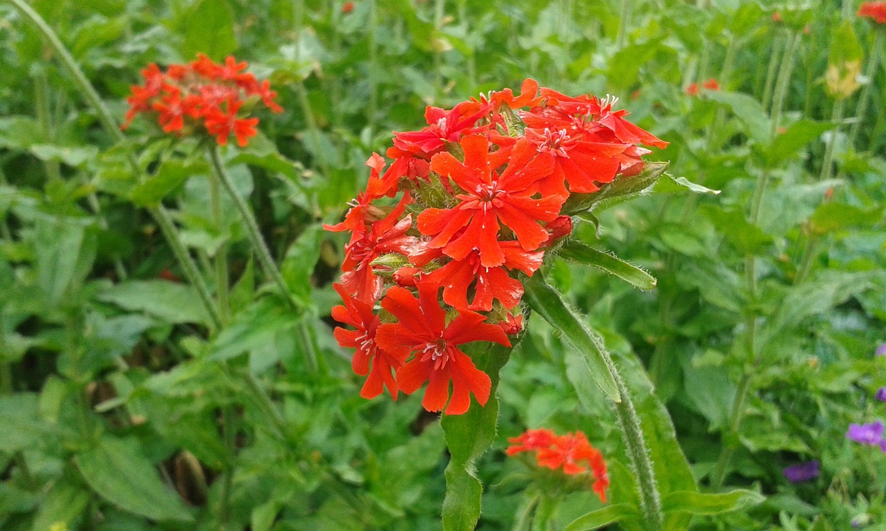 Image - red orange reddish orange garden