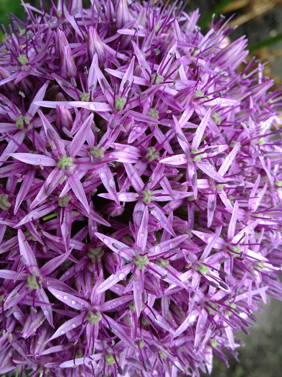 Image - ornamental onion early flower