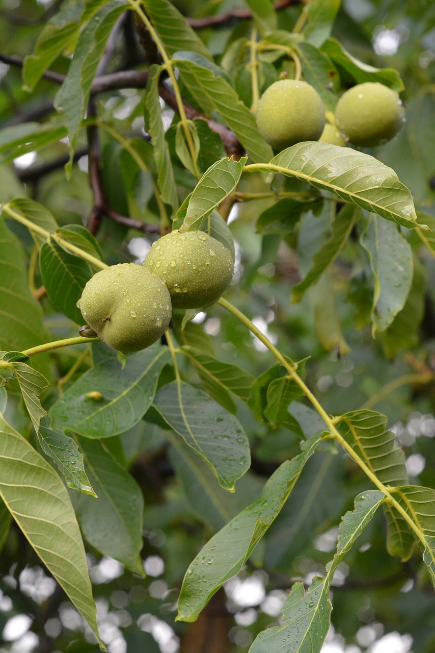 Image - walnut walnuts fruit italian