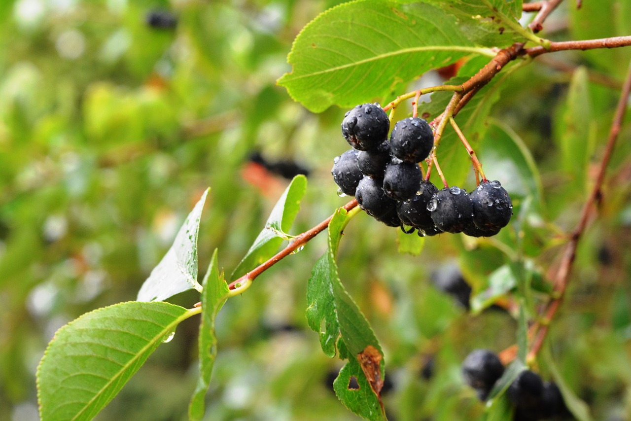 Image - aronia aron fruit after the rain