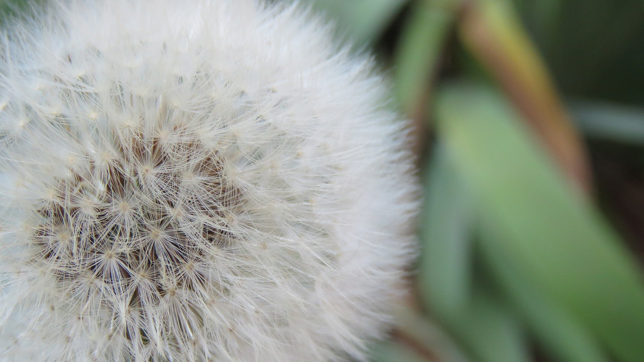 Image - white botanical dandelion geometric