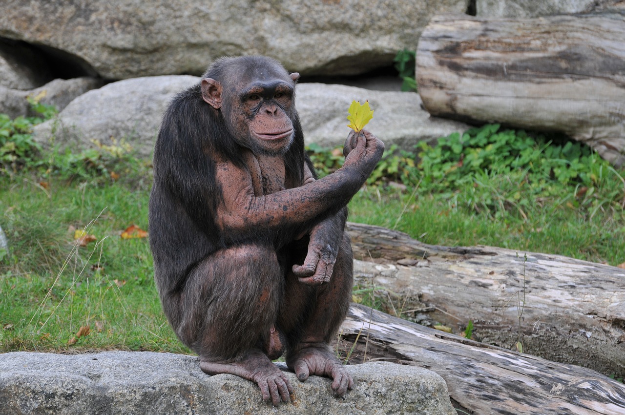 Image - zoo hellabrunn munich