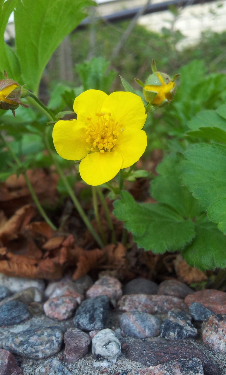 Image - yellow flower yellow flower flowers