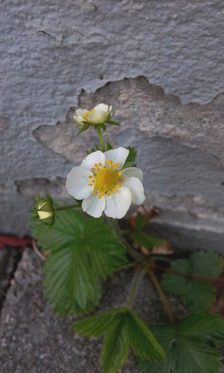 Image - wall gray wall broken flower