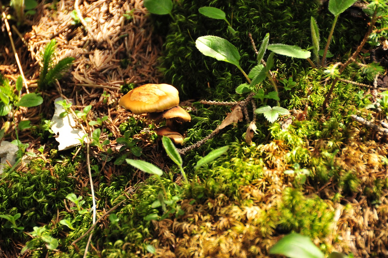 Image - herbstimpression forest mushroom