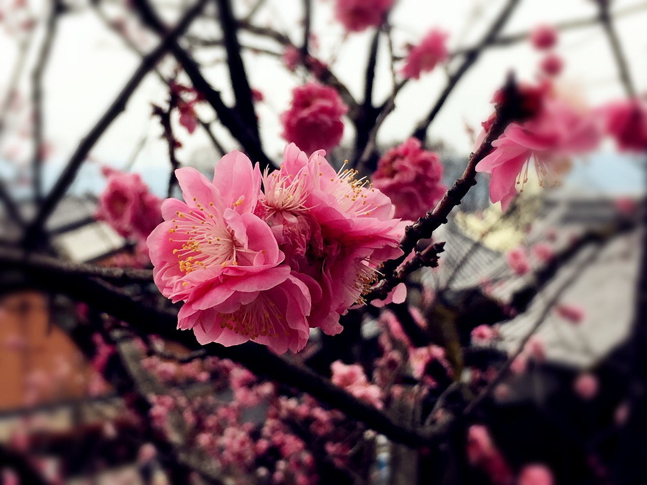 Image - cherry blossoms pink red japan